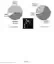 Fig. 37 - Rationale, methods, and assays for identifying human and non-human primate taste specific genes and use thereof in taste modulator and therapeutic screening assays