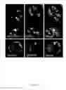 Fig. 45 - Rationale, methods, and assays for identifying human and non-human primate taste specific genes and use thereof in taste modulator and therapeutic screening assays