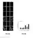 Fig. 11 - NRF2-BASED CANCER TREATMENT AND DETECTION METHODS AND USES
