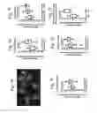 Fig. 14 - Methods for detecting and treating cancer metastasis