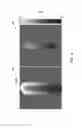 Fig. 05 - System and method for estimating a static magnetic field