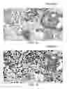 Fig. 13 - Learning pixel visual context from object characteristics to generate rich semantic images