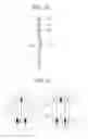Fig. 12 - Armature for rotary electric machine