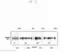 Fig. 11 - Method and apparatus for managing audio signals