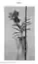 Fig. 02 - Vanda plant named 'SPCDW1401'