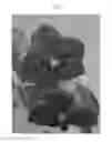 Fig. 04 - Vanda plant named 'SPCDW1401'