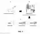 Fig. 02 - Animal Model Expressing Luciferase under Control of the Myelin Basic Protein Promoter (MBP-luci) and Use of the Model for Bioluminescence In Vivo Imaging