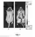 Fig. 08 - Animal Model Expressing Luciferase under Control of the Myelin Basic Protein Promoter (MBP-luci) and Use of the Model for Bioluminescence In Vivo Imaging