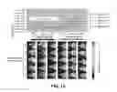 Fig. 14 - Animal Model Expressing Luciferase under Control of the Myelin Basic Protein Promoter (MBP-luci) and Use of the Model for Bioluminescence In Vivo Imaging