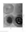 Fig. 05 - INSECT ATTRACTANT