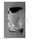 Fig. 06 - INSECT ATTRACTANT