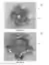 Fig. 11 - Variable ornament assembly