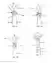 Fig. 10 - NECKTIE ACCESSORY AND COMBINATION