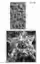 Fig. 11 - Device and method for imaging collagen structure in vivo