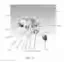 Fig. 12 - Anatomical imaging system with centipede belt drive