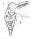 Fig. 05 - Surgical fastener with predetermined resorption rate