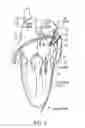 Fig. 09 - Methods and systems for accessing a pericardial space and preventing strokes arising from the left atrial appendage
