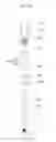Fig. 22 - Fixture remover for implant