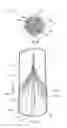 Fig. 08 - Visual stabilizer on anchor legs of vena cava filter