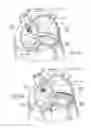 Fig. 06 - DEVICES, SYSTEMS, AND METHODS FOR RESHAPING A HEART VALVE ANNULUS INCLUDING THE USE OF MAGNETIC TOOLS