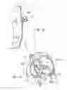 Fig. 20 - DEVICES, SYSTEMS, AND METHODS FOR RESHAPING A HEART VALVE ANNULUS INCLUDING THE USE OF MAGNETIC TOOLS