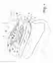 Fig. 04 - WEIGHT LOSS DEVICE