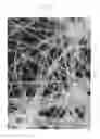Fig. 20 - Nonwoven Web