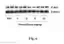 Fig. 07 - Anxiolytic effect of pterostilbene