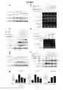 Fig. 04 - Composition for preventing or treating renal fibrosis comprising dimethylfumarate as active ingredient