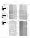 Fig. 07 - Composition for preventing or treating renal fibrosis comprising dimethylfumarate as active ingredient