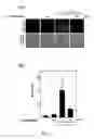 Fig. 03 - USE OF ERGOTHIONEINE FOR INDUCING ACTIVITY OF NRF2 IN CELL