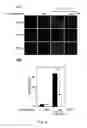 Fig. 05 - USE OF ERGOTHIONEINE FOR INDUCING ACTIVITY OF NRF2 IN CELL