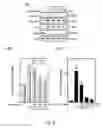 Fig. 06 - USE OF ERGOTHIONEINE FOR INDUCING ACTIVITY OF NRF2 IN CELL