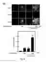 Fig. 10 - USE OF ERGOTHIONEINE FOR INDUCING ACTIVITY OF NRF2 IN CELL