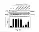 Fig. 12 - USE OF ERGOTHIONEINE FOR INDUCING ACTIVITY OF NRF2 IN CELL