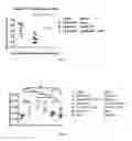 Fig. 07 - Methods and compositions for attenuating anti-viral transfer vector immune responses
