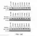 Fig. 24 - Biomarkers for response to rapamycin analogs