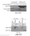 Fig. 42 - Biomarkers for response to rapamycin analogs