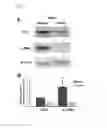 Fig. 04 - PHARMACEUTICAL COMPOSITION AND USES THEREOF