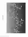 Fig. 27 - PHARMACEUTICAL COMPOSITIONS AND ADMINISTRATIONS THEREOF