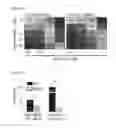 Fig. 16 - Methods of treating cancer with a combination of selected MEK1/2 and AXL inhibitors
