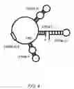 Fig. 08 - SCREENING METHOD AND COMPOUNDS FOR MODULATING TELOMERASE ACTIVITY