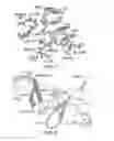 Fig. 10 - SCREENING METHOD AND COMPOUNDS FOR MODULATING TELOMERASE ACTIVITY