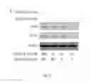 Fig. 07 - SERCA INHIBITOR AND CALMODULIN ANTAGONIST COMBINATION