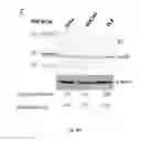 Fig. 16 - SERCA INHIBITOR AND CALMODULIN ANTAGONIST COMBINATION