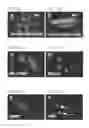 Fig. 06 - Compositions and methods for cardiac tissue repair