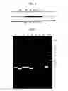 Fig. 06 - bacteriophage and uses thereof