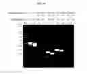 Fig. 09 - bacteriophage and uses thereof