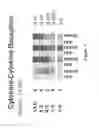 Fig. 02 - Compositions and methods for the systemic treatment of arthritis