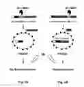 Fig. 03 - Selective Sensitization of Cancer Cells to, and Selective Protection of Non-Cancer Cells from Genotoxic Therapies